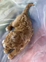 Male Bichon poo 2267, a male Poochon for sale in Joice, IA – Photo 10 of 10