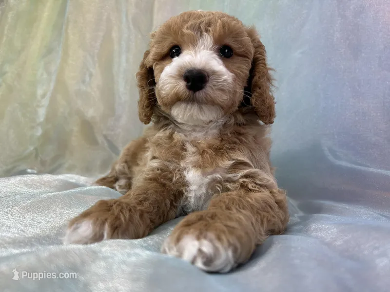 Male Bichon poo 2267