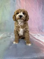 Male Bichon poo 2267, a male Poochon for sale in Joice, IA – Photo 6 of 10