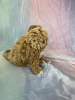 Male Bichon poo 2267, a male Poochon for sale in Joice, IA – Photo 8 of 10