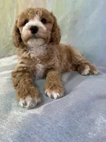 Male Bichon poo 2267, a male Poochon for sale in Joice, IA – Photo 9 of 10