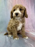 Male Bichon poo 2267, a male Poochon for sale in Joice, IA – Photo 7 of 10