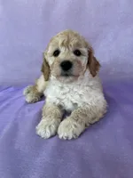 Male Bichon Poo 2306 , a male Cockapoo for sale in Joice, IA – 4 of 10