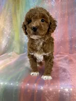 Female Bichon poo 2322 , a female Bichpoo for sale in Joice, IA – 4 of 10