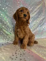 Male Mini Goldendoodle 2255, a male Miniature Goldendoodle for sale in Joice, IA – Photo 6 of 7