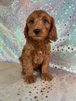Male Mini Goldendoodle 2255, a male Miniature Goldendoodle for sale in Joice, IA – Photo 1 of 7