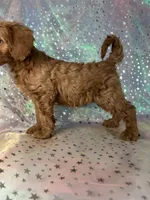 Male Mini Goldendoodle 2255, a male Miniature Goldendoodle for sale in Joice, IA – Photo 7 of 7
