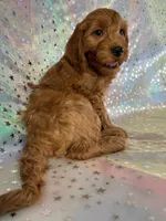 Male Mini Goldendoodle 2255, a male Miniature Goldendoodle for sale in Joice, IA – Photo 4 of 7