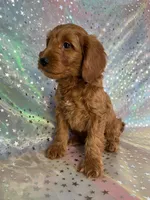 Male Mini Goldendoodle 2255, a male Miniature Goldendoodle for sale in Joice, IA – Photo 3 of 7