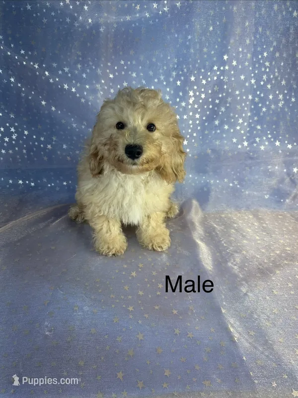 Male Bichon Poo – Bichpoo puppy for sale in Joice, IA