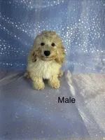 Male Bichon Poo, a male Bichpoo for sale in Joice, IA – 1 of 1