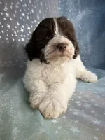 Male Schnoodle 2346, a male Schnoodle for sale in Joice, IA – 8 of 10