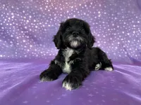 Female Schnoodle 2297, a female Schnoodle for sale in Joice, IA – 8 of 8