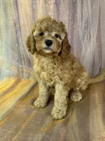 Female Mini Goldendoodle 2294, a female Miniature Goldendoodle for sale in Joice, IA – 10 of 10
