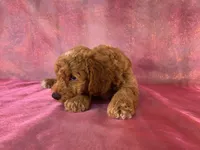 Male Bichon Poodle 2336 , a male Bichpoo for sale in Joice, IA – 2 of 8