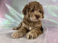 Female mini Goldendoodle 2318, a female Miniature Goldendoodle for sale in Joice, IA – 2 of 10