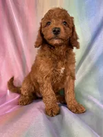 Female Mini Goldendoodle 2329, a female Miniature Goldendoodle for sale in Joice, IA – 5 of 10