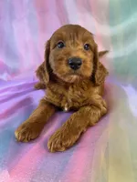 Male Mini Goldendoodle 2326 , a male Miniature Goldendoodle for sale in Joice, IA – 2 of 10