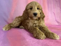 Male Schnoodle 2403, a male Schnoodle for sale in Joice, IA – 4 of 9