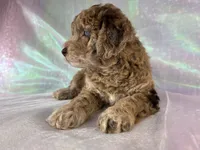 Female mini Goldendoodle 2318, a female Miniature Goldendoodle for sale in Joice, IA – 10 of 10