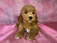 Male Bichon poodle 2335, a male Bichpoo for sale in Joice, IA – 6 of 10