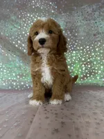 Male Bichon Poodle 2339, a male Bichpoo for sale in Joice, IA – 4 of 10