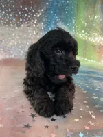 Female Poodle 2381, a female Poodle - Miniature  for sale in Joice, IA – 9 of 9
