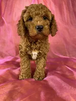 Female cockapoo 2393, a female Cockapoo for sale in Joice, IA – 2 of 9