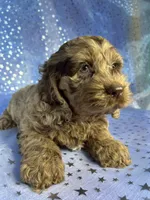 Merle Cockapoo , a male Cockapoo for sale in Joice, IA – 8 of 9