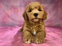 Male Bichon poodle 2335, a male Bichpoo for sale in Joice, IA – 8 of 10