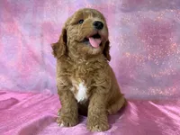 Male Bichon poodle 2335, a male Bichpoo for sale in Joice, IA – 5 of 10