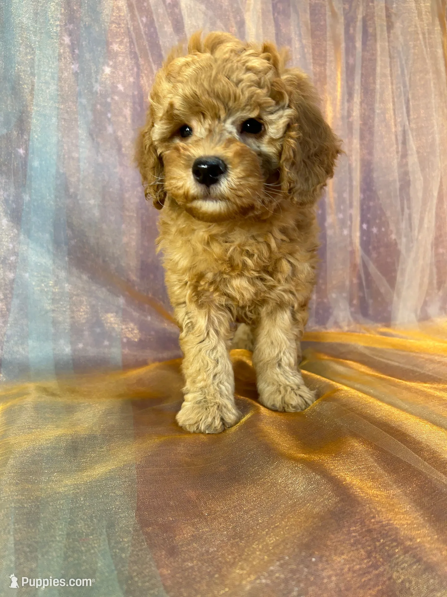 Female Mini Goldendoodle 2294, a female Miniature Goldendoodle for sale in Joice, IA – 2 of 10