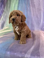 Female Bichon Poo 2292, a female Schnoodle for sale in Joice, IA – 7 of 10