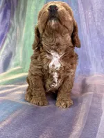 Female Bichon Poo 2292, a female Schnoodle for sale in Joice, IA – 4 of 10