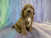 Female Bichon Poo 2292, a female Schnoodle for sale in Joice, IA – 10 of 10