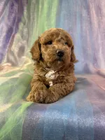 Female Bichon Poo 2292, a female Schnoodle for sale in Joice, IA – 8 of 10
