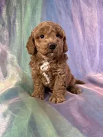 Female Bichon Poo 2292, a female Schnoodle for sale in Joice, IA – 2 of 10
