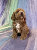 Female Bichon Poo 2292, a female Schnoodle for sale in Joice, IA – 9 of 10