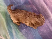 Female Bichon Poo 2292, a female Schnoodle for sale in Joice, IA – 6 of 10