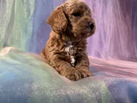 Female Bichon Poo 2292, a female Schnoodle for sale in Joice, IA – 3 of 10