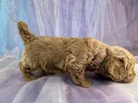 Female Bichon Poo 2292, a female Schnoodle for sale in Joice, IA – 5 of 10