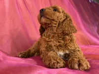 Female cockapoo 2393, a female Cockapoo for sale in Joice, IA – 3 of 9