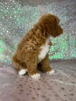 Male Bichon Poodle 2339, a male Bichpoo for sale in Joice, IA – 6 of 10