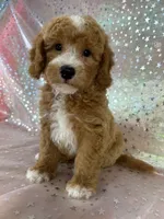 Male Bichon Poodle 2339, a male Bichpoo for sale in Joice, IA – 5 of 10