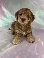 Female mini Goldendoodle 2318, a female Miniature Goldendoodle for sale in Joice, IA – 3 of 10