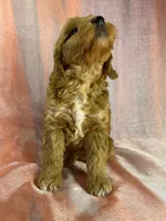 Male Schnoodle 2401, a male Schnoodle for sale in Joice, IA – 4 of 9