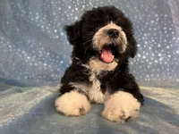 Male Schnoodle 2347, a male Schnoodle for sale in Joice, IA – 9 of 9