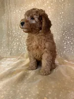 Male Mini Goldendoodle 2300, a male Miniature Goldendoodle for sale in Joice, IA – 6 of 10