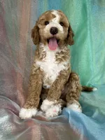 Male Bichon Poo 2333, a male Bichpoo for sale in Joice, IA – 5 of 10
