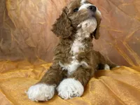 Male Cockapoo 2391, a male Cockapoo for sale in Joice, IA – 6 of 10